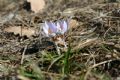 Crocus biflorus